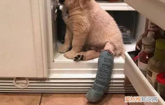 14种狗狗不能吃的食物 中毒不是儿戏！