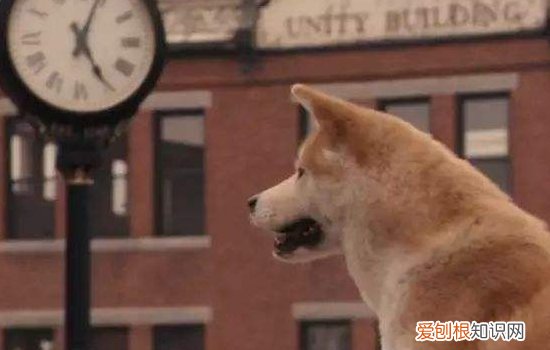 14种狗狗不能吃的食物 中毒不是儿戏！