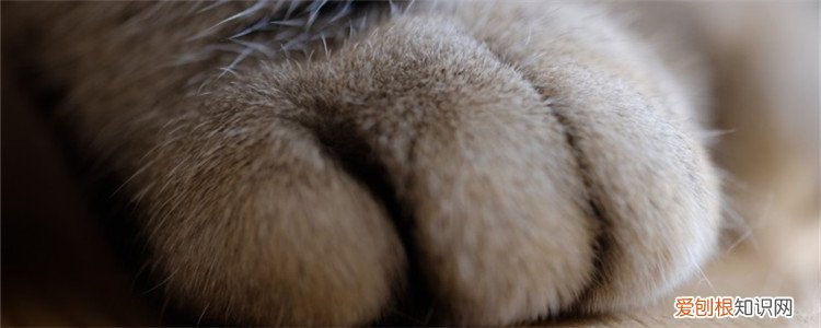 猫脚上踩到屎用什么洗,猫脚上踩到猫屎怎么办,猫脚上踩到了屎怎么办