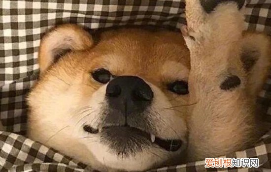 怎么挑选好的小狗？ 从这些方面都可以看小狗的健康状态哦