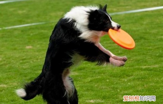 狗狗细小如何治疗? 早发现,治愈几率越高!