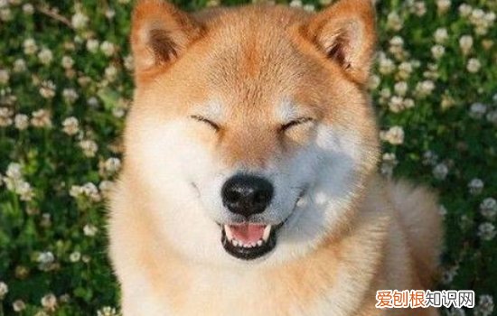 狗狗细小如何治疗? 早发现,治愈几率越高!