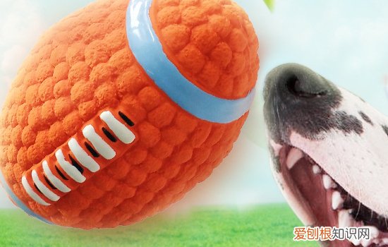 狗狗呕吐是怎么回事儿？ 这几种原因你一定要知道！