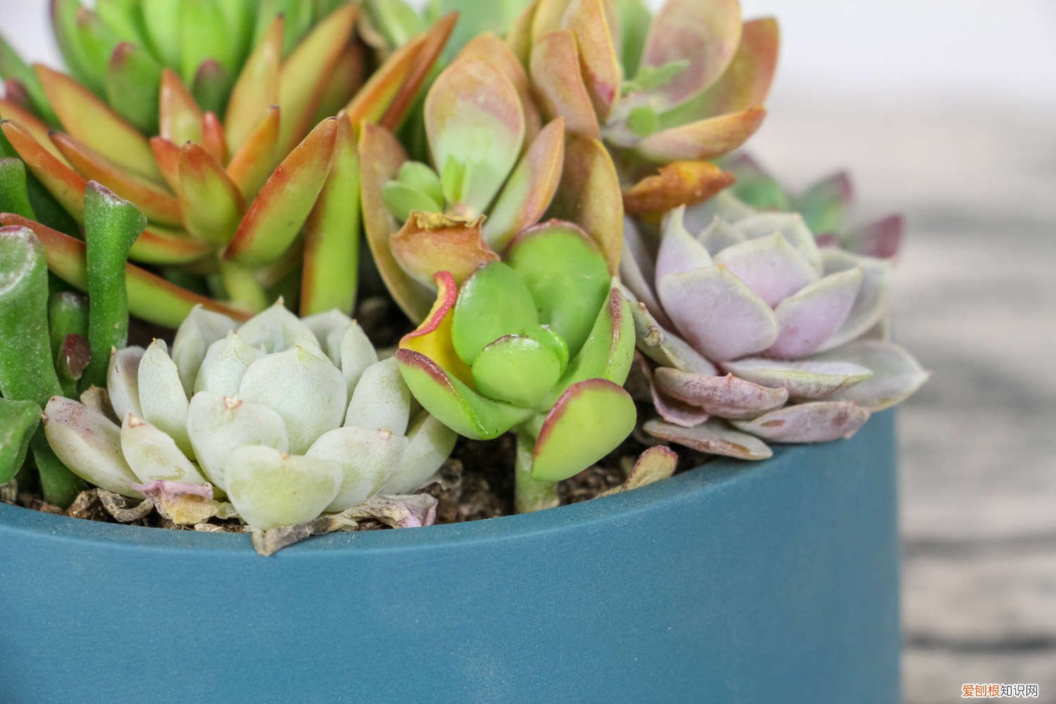 肉多多的多肉植物怎么繁殖 肉多多的多肉植物怎么繁殖