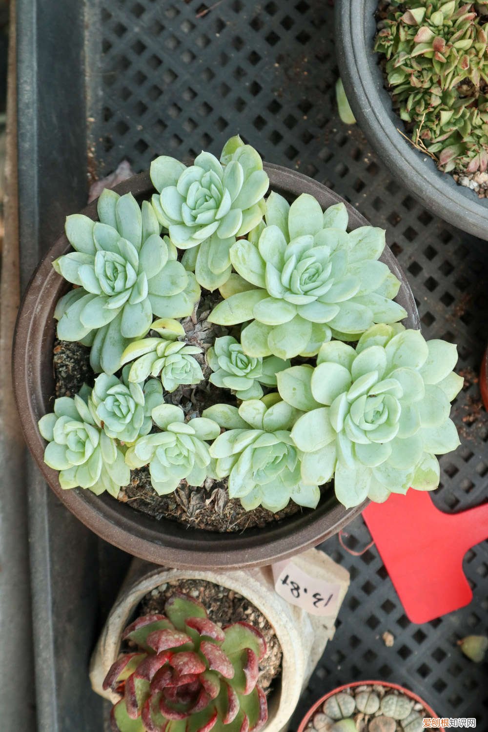 肉多多的多肉植物怎么繁殖 肉多多的多肉植物怎么繁殖