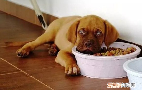 狗狗不驱虫会怎么样？ 看完你会颤抖！