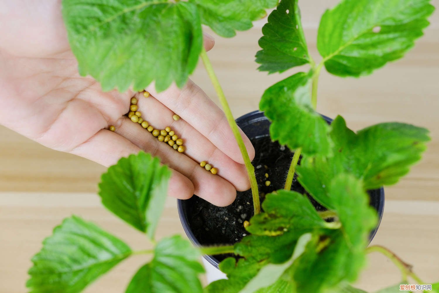 草莓冬天怎样管理 草莓夏天怎么管理