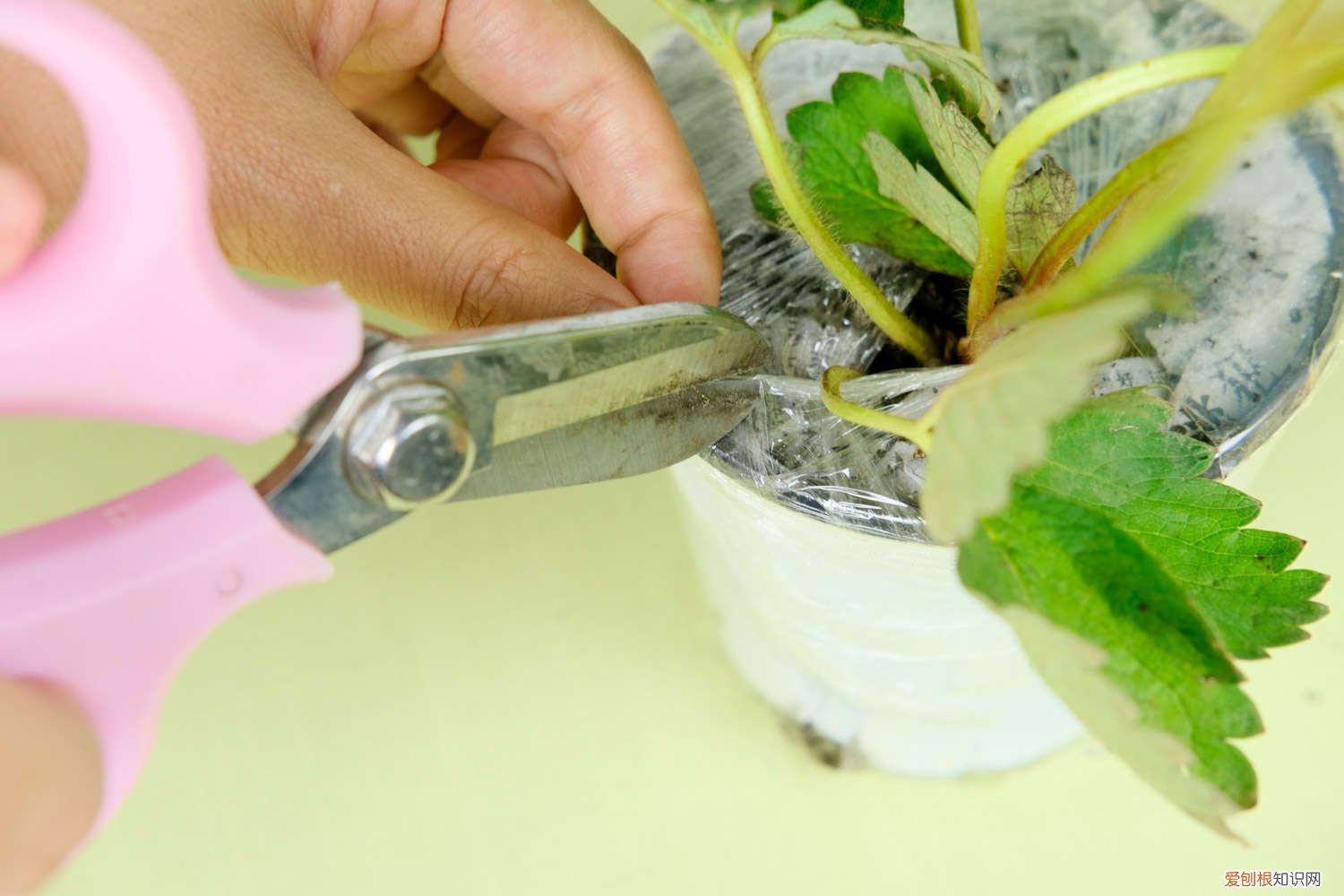 草莓冬天怎样管理 草莓夏天怎么管理