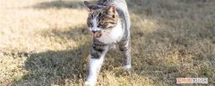 家猫被野猫打 野猫为什么欺负家猫,野猫为什么打家猫,野猫为什么咬家猫