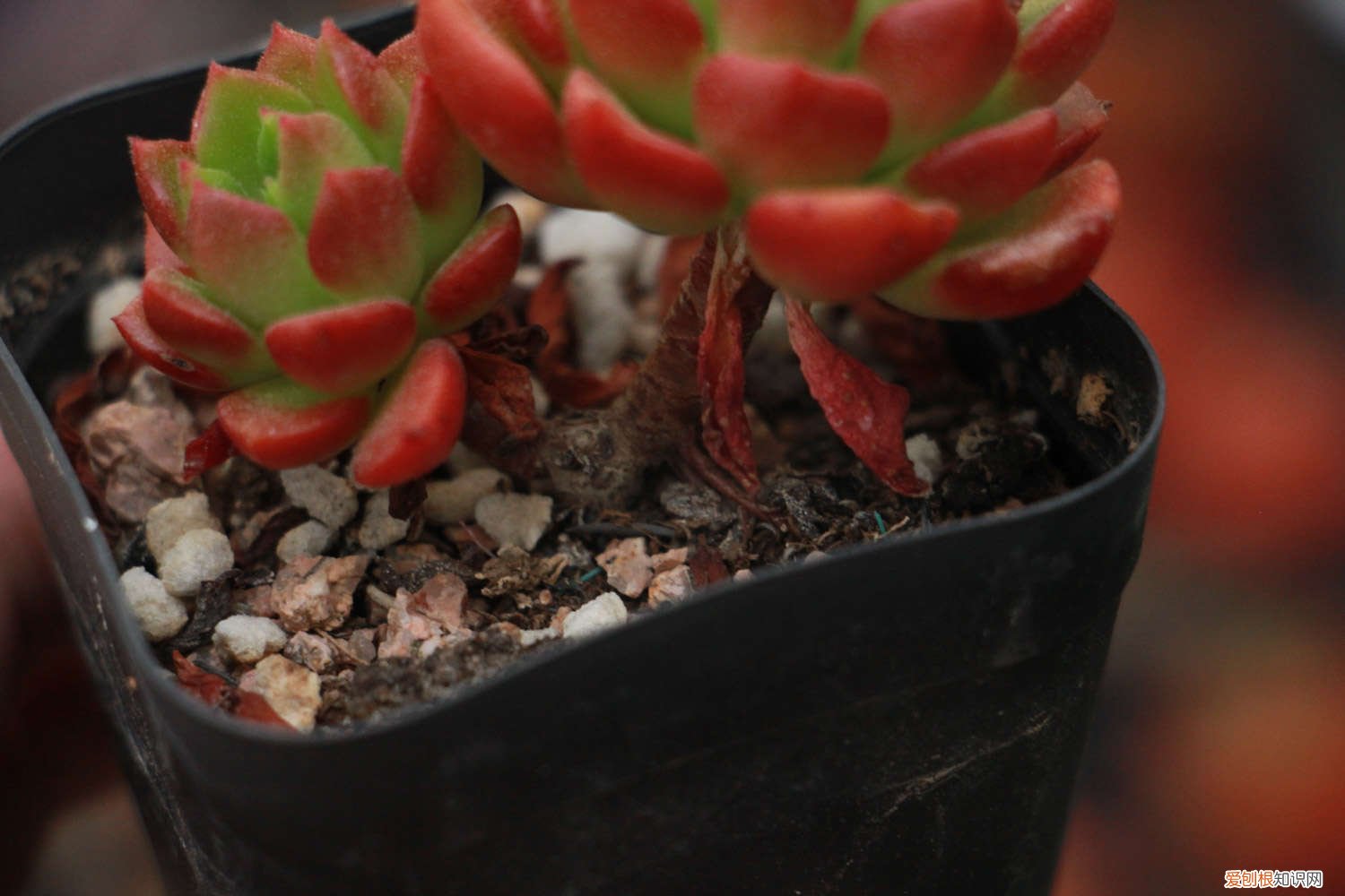 网购蒂亚老桩怎么上盆 蒂亚怎么爆盆