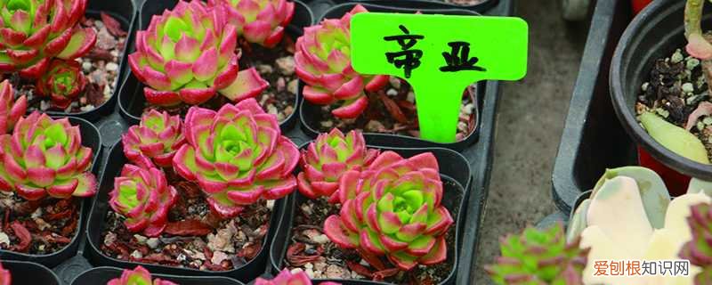 网购蒂亚老桩怎么上盆 蒂亚怎么爆盆