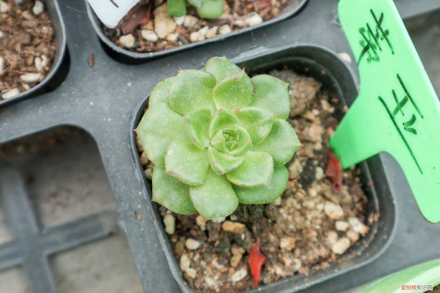 网购蒂亚老桩怎么上盆 蒂亚怎么爆盆