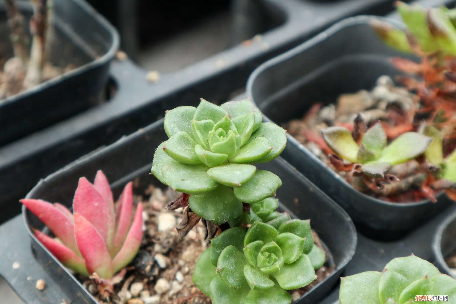 网购蒂亚老桩怎么上盆 蒂亚怎么爆盆