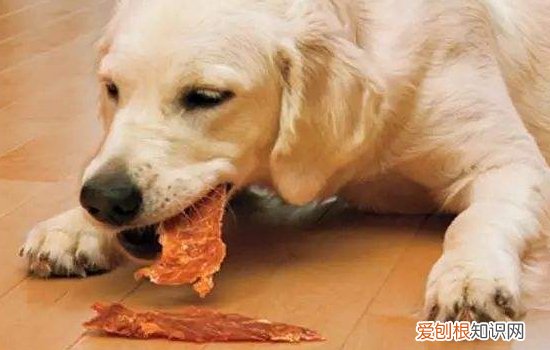 狗怎么会得细小的症状 狗狗得细小的症状…千万别因一时疏忽酿成惨剧!