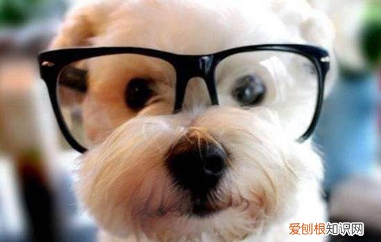 狗怎么会得细小的症状 狗狗得细小的症状…千万别因一时疏忽酿成惨剧!