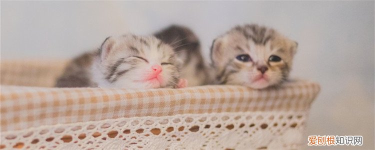 如何然后母猫快速回奶 猫妈妈回奶的最佳方法,如何给猫妈妈回奶,怎么让猫妈妈回奶