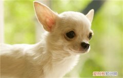 吉娃娃狗狗怎么剪指甲？ 小编手把手教你！