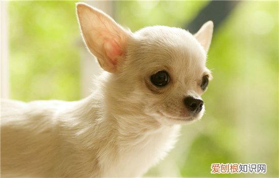 吉娃娃狗狗怎么剪指甲? 小编手把手教你!