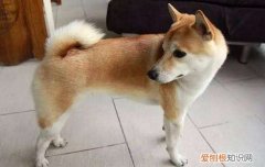 狗狗得了哮喘怎么办能治好吗 狗狗得了哮喘怎么办？