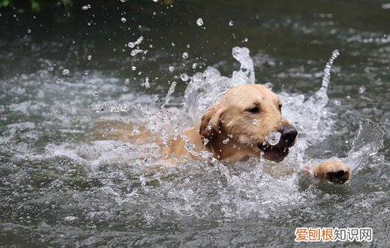 狗狗疱疹病毒症状 狗狗感染疱疹病毒如何预防