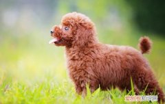 狗狗疱疹病毒症状 狗狗感染疱疹病毒如何预防