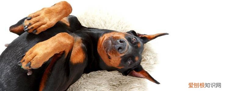 狗狗身体不舒服会告诉主人吗 这些身体语言一定要懂!