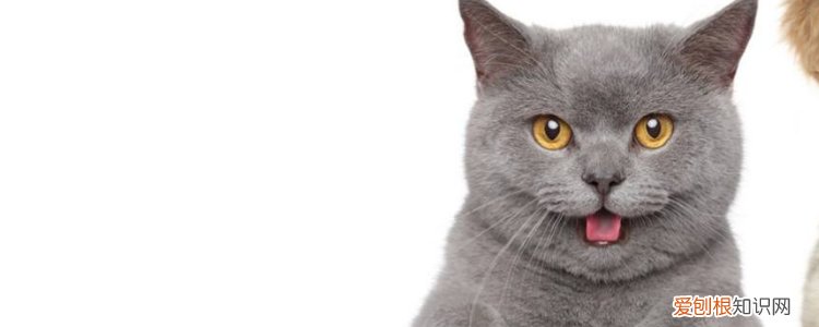 养猫可以办证吗 养猫需要办理证件吗,养猫需要办什么证,养猫要办猫证吗