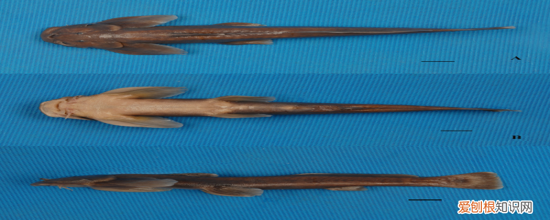 壶瓶山风景区的优点 壶瓶山鮡的特点