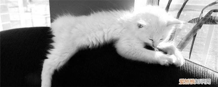 猫咪吃维生素b2的用量 猫吃维生素b2用量,猫口炎吃维生素b2用量,猫藓吃维生素b2用量