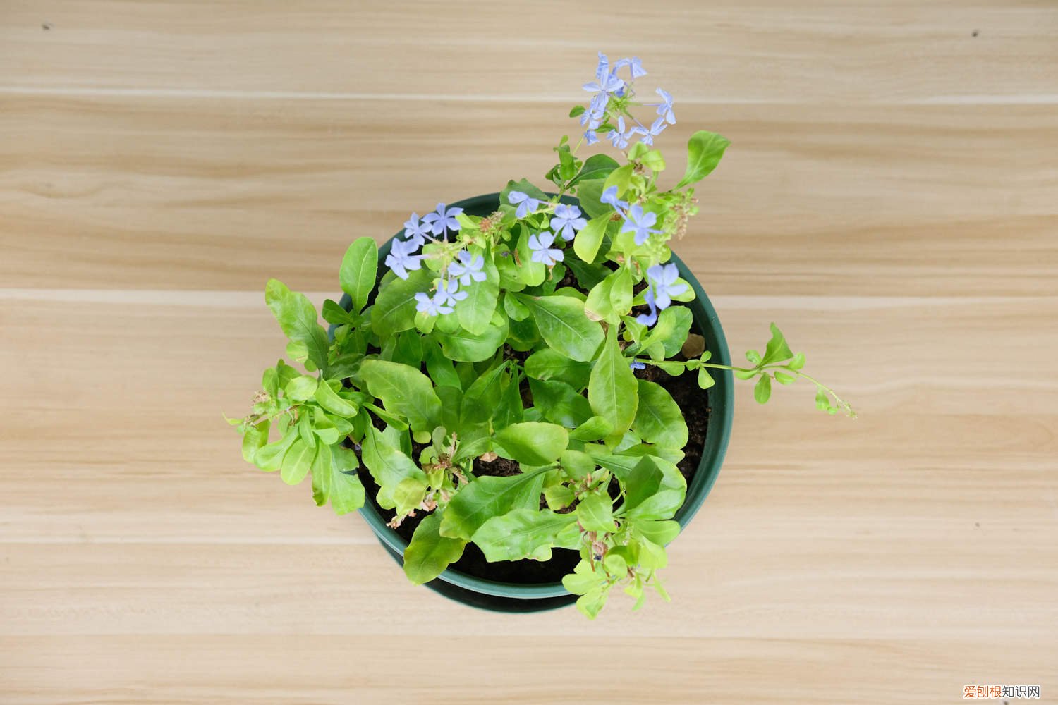 蓝雪花什么时候可以扦插 蓝雪花扦插方法和时间