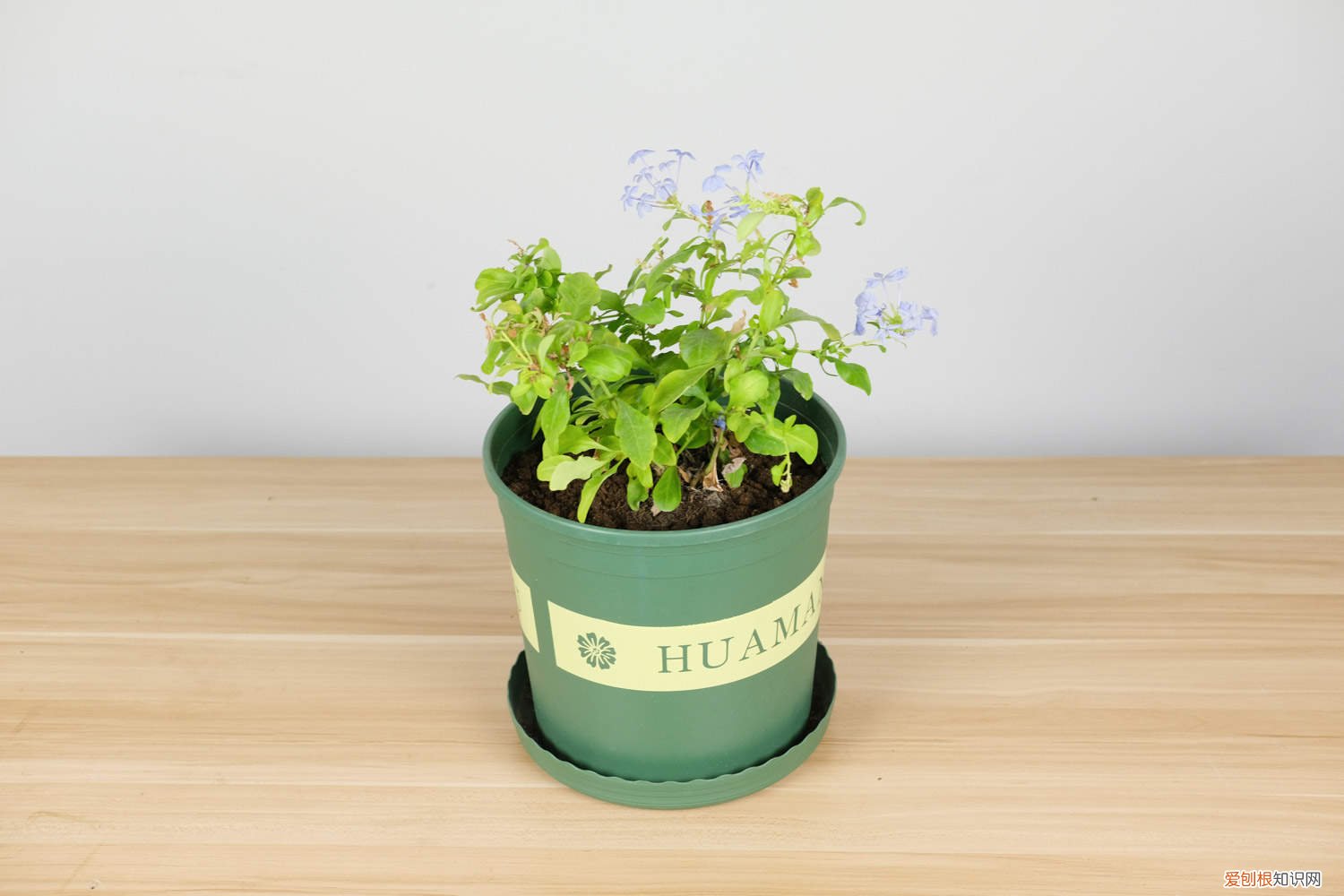 蓝雪花什么时候可以扦插 蓝雪花扦插方法和时间