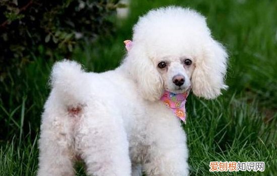 狗狗呕吐物分析 狗狗呕吐值得注意哦!