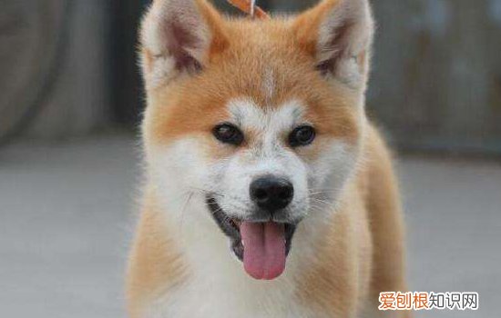 狗狗呕吐物分析 狗狗呕吐值得注意哦!