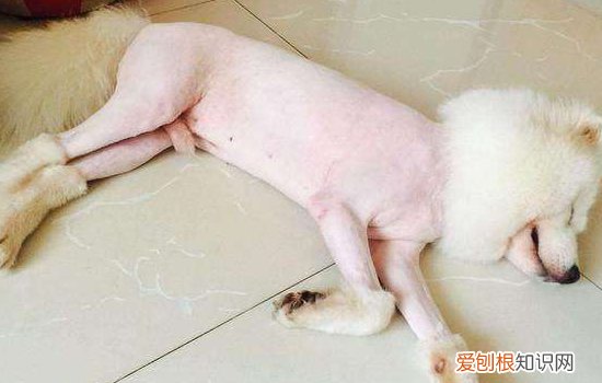 泰迪狗狗有耳螨怎么办 清洗耳朵有方法!