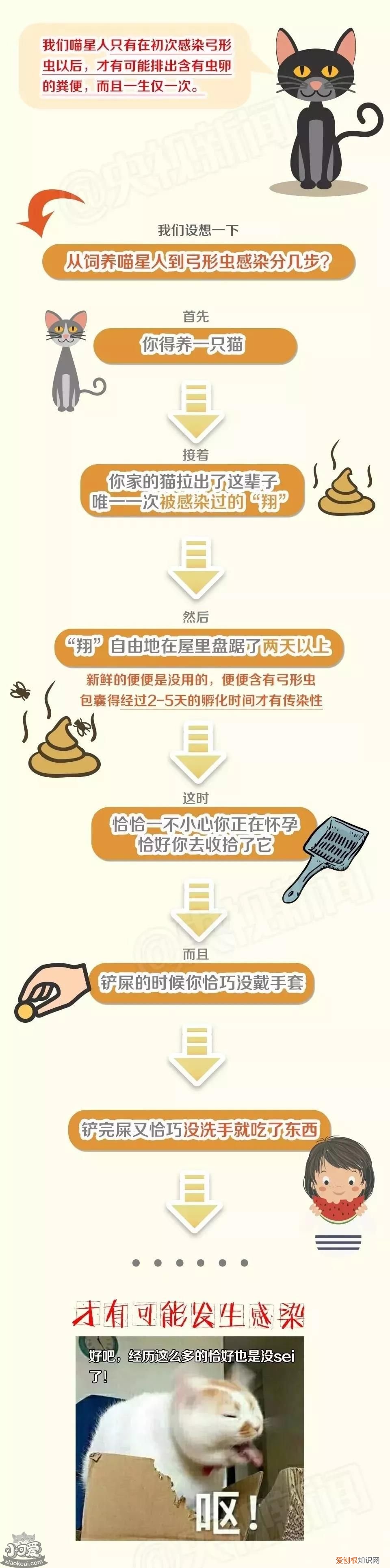 央视辟谣怀孕不能养猫,央视辟谣怀孕生娃不能养宠,央视辟谣怀孕养宠物