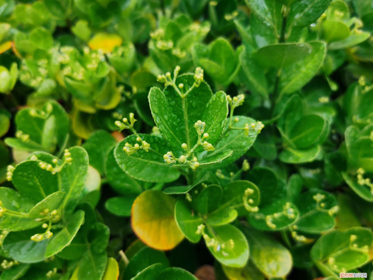 老枝黄杨怎么插活 老枝黄杨怎么插活