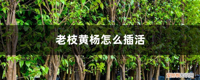 老枝黄杨怎么插活 老枝黄杨怎么插活