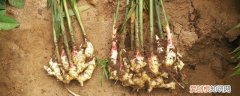 姜苗怎么保存时间长 姜苗如何保存