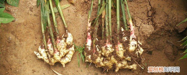 姜苗怎么保存时间长 姜苗如何保存