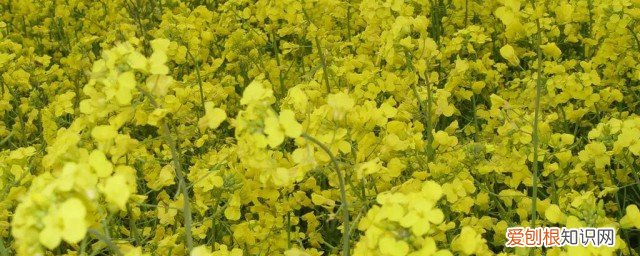 夏天油菜子怎样保存不发霉 油菜籽如何保存