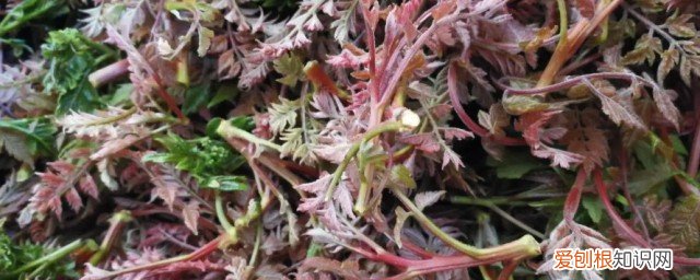 木兰芽怎么保存时间长 木兰介绍