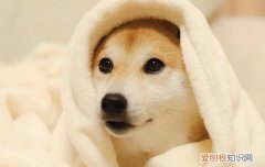 狗狗股骨头坏死鉴别诊断 主人都要看一看！