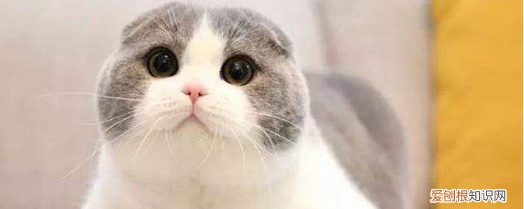 折耳猫生病了能活多长时间 折耳猫发病后能活多久,折耳猫发病能活多久,折耳猫发病活多久