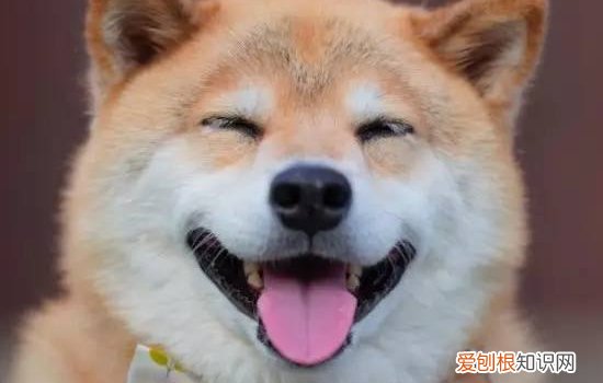 狗狗冠状病毒怎么治疗 主人照顾狗狗也有注意事项哦！