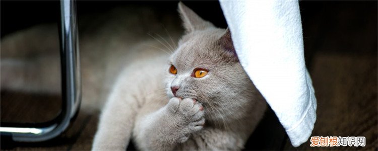 猫咪咳嗽像是卡了什么东西一样,猫咪咳嗽卡东西,猫咪咳嗽很严重好像卡东西了