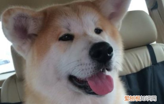 狗狗感冒怎么办 这篇你必须得看！