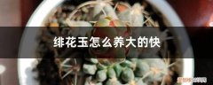 绯花玉用什么土养好 绯花玉怎么养大的快