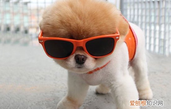 博美狗狗常见病 博美狗狗蛋白质缺乏症症状及诊断要点