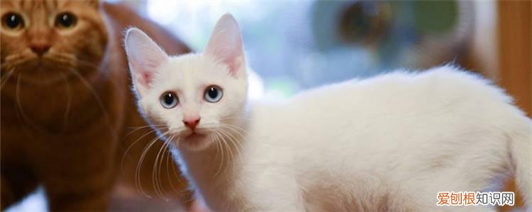 猫咪为什么喜欢舔人的腋窝 猫咪为什么喜欢闻腋下,猫咪为什么喜欢舔人腋下,猫咪闻腋下的味道