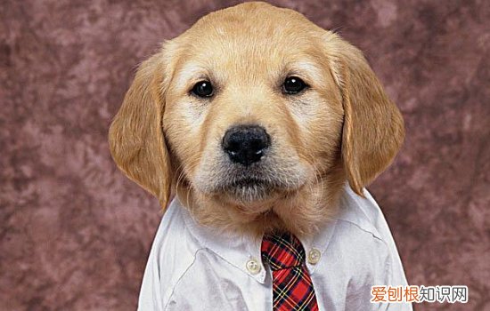 狗狗得了佝偻病怎么办? 如何防止狗狗佝偻病?